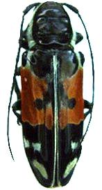 Tragocephala guerinii