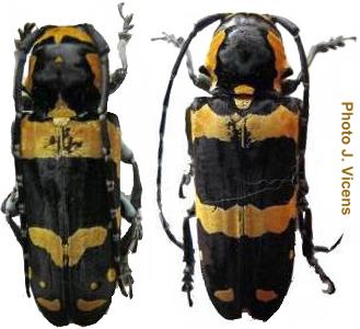 Tragocephala jucunda