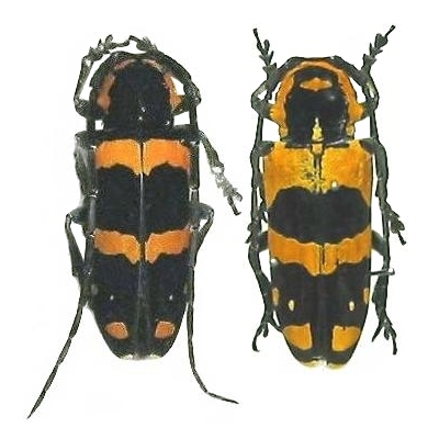 Tragocephala jucunda