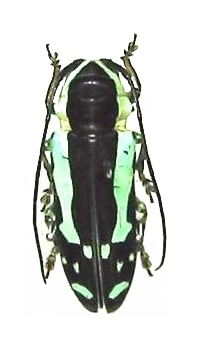 Tragocephala caerulescens 