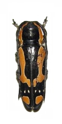 Tragocephala castnia theobromae 