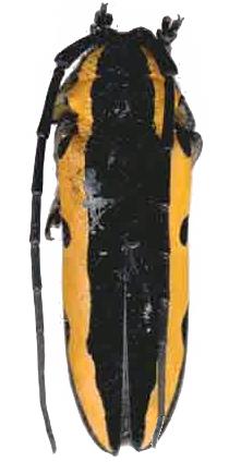 Tragocephala univittipennis