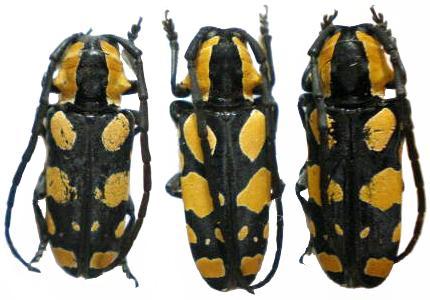 Tragocephala pretiosa
