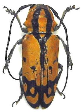 Tragocephala variegata