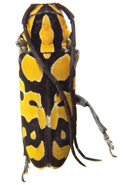 Tragocephala variegata