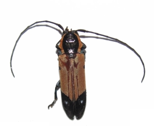 Tragocephala mniszechii 