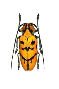 Tragostoma imperator