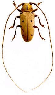 Tragostomoides pretiosus