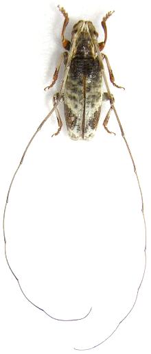 Hirtaeschopalaea nubila