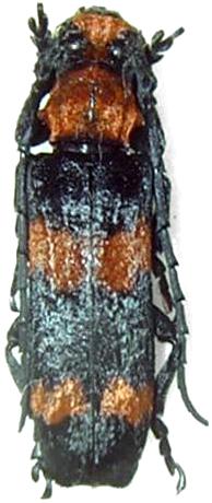 Cymatura bifasciata