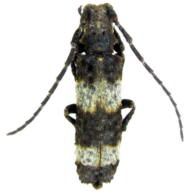 Cymatura fasciata  