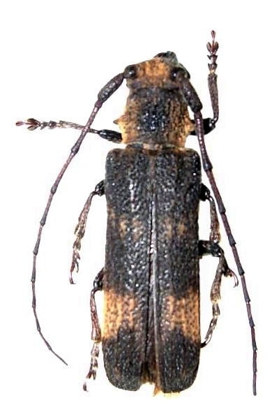 Thylactus densepunctatus