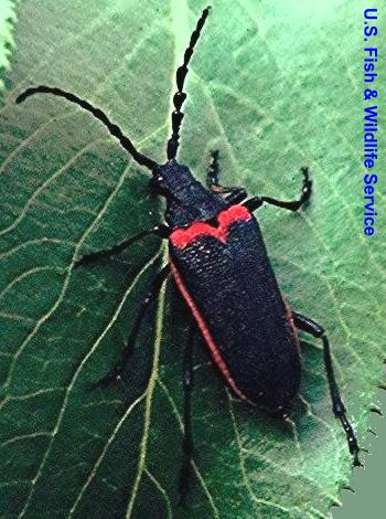 Desmocerus californicus