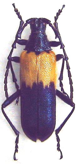 Desmocerus palliatus