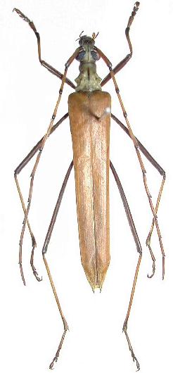 Holopterus annulicornis