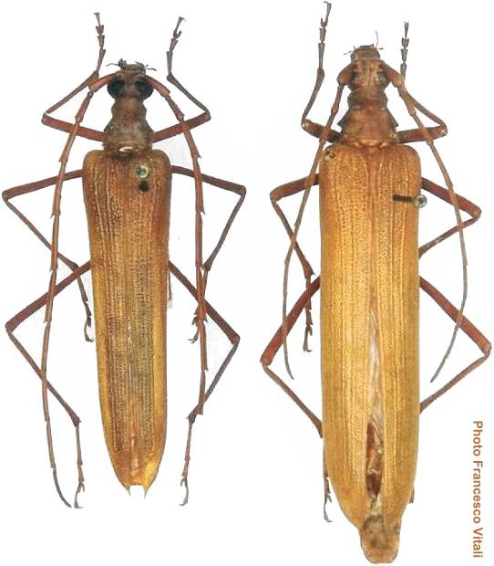 Cerambycinae Holopterini Holopterus chilensis