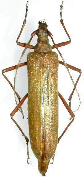 Holopterus chilensis