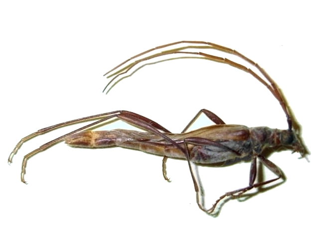 Stenophantes patagonicus 