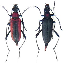 Anastrangalia kasaharai