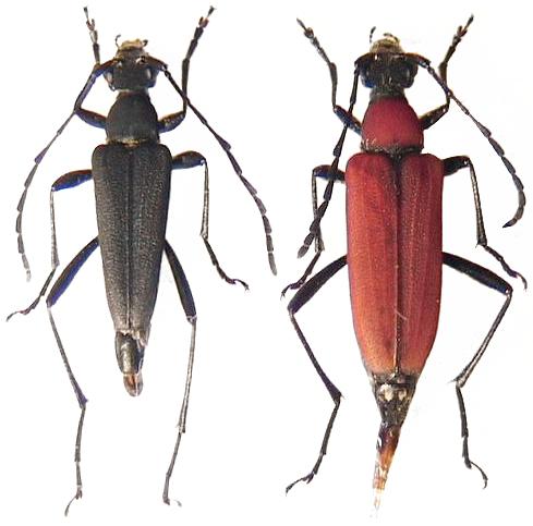 Anastrangalia kasaharai