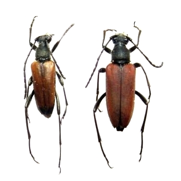 Anastrangalia sanguinolenta