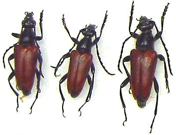 Paracorymbia (Pyrrholeptura) pyrrha