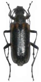 Cortodera humeralis