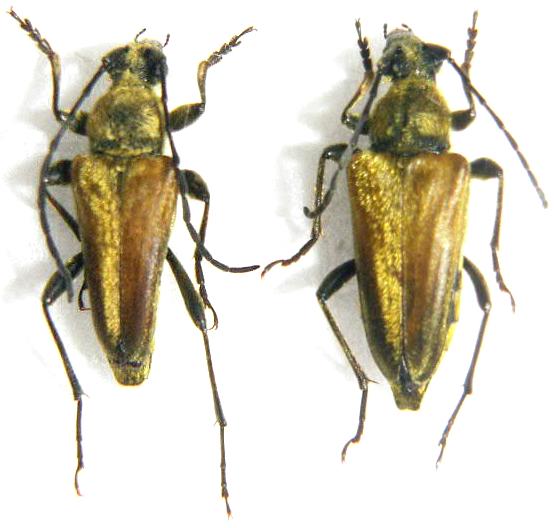 Lepturobosca (Cosmosalia) chrysocoma