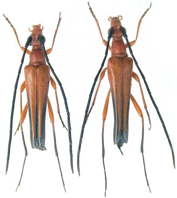Eustrangalis anticereducta