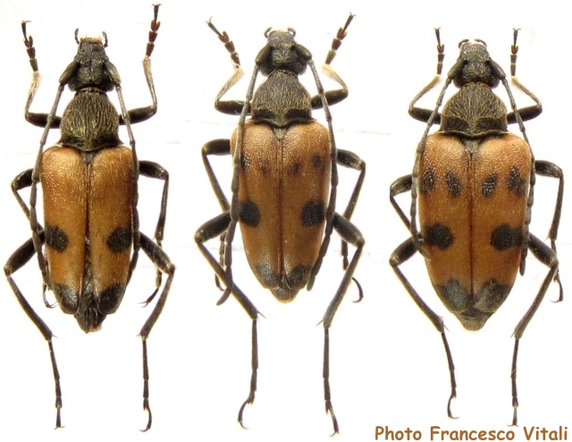 Judolia cerambyciformis Judolia cerambyciformis