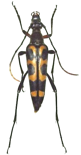 Leptura (Leptura) mimica