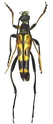 Leptura (Leptura) mimica