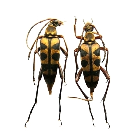 Leptura (Leptura) aurosericans