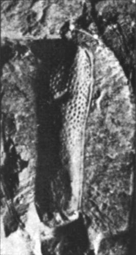 Stictoleptura (Melanoleptura) bartoniana