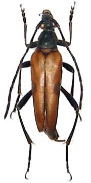 Etorofus variicornis 