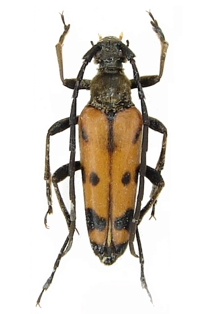 Leptura (Leptura) quadrifasciata lederi