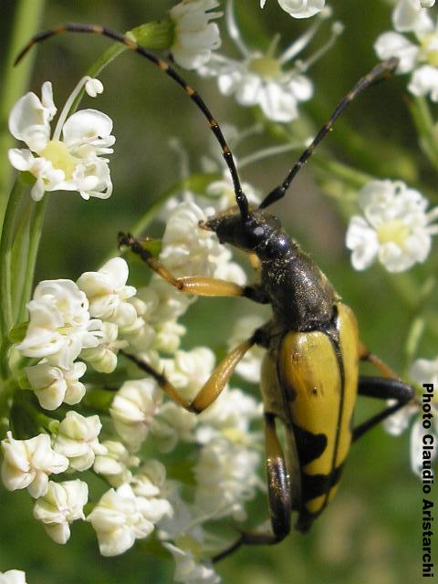 Leptura (Rutpela) maculata Leptura (Rutpela) maculata