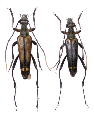 Leptura (Leptura) modicenotata