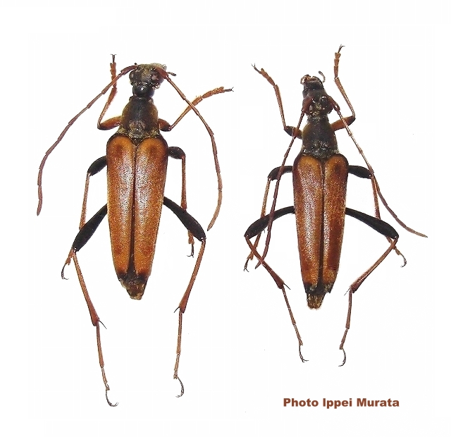 Leptura (Leptura) modicenotata