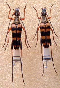 Leptura (Leptura) ochraceofasciata