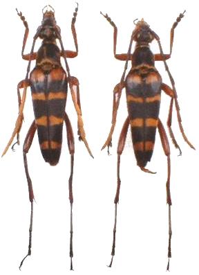 Leptura (Leptura) ochraceofasciata