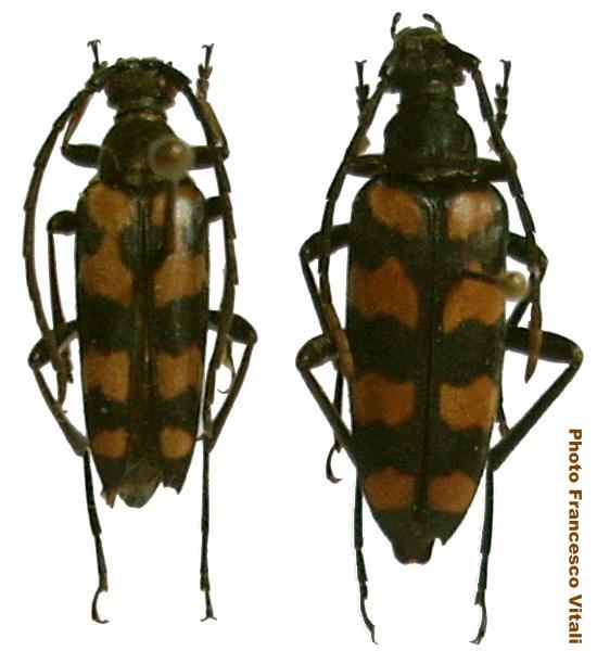 Leptura (Leptura) quadrifasciata quadrifasciata Leptura (Leptura) quadrifasciata quadrifasciata