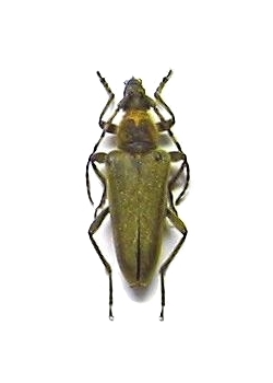 Lepturobosca (Lepturobosca) virens