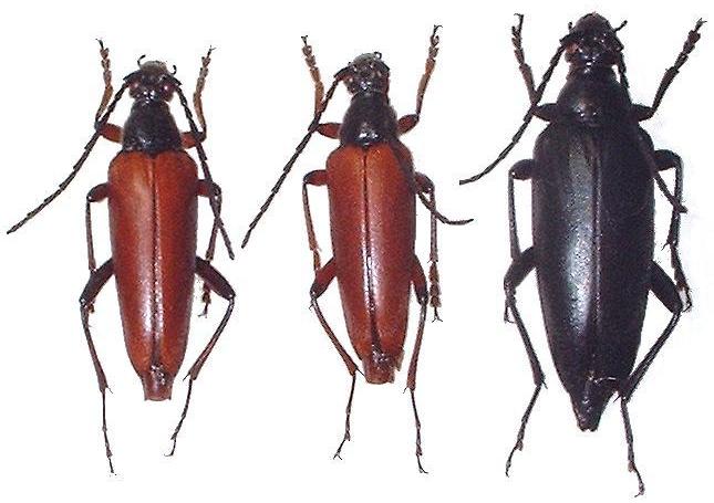 Macroleptura thoracica Macroleptura thoracica