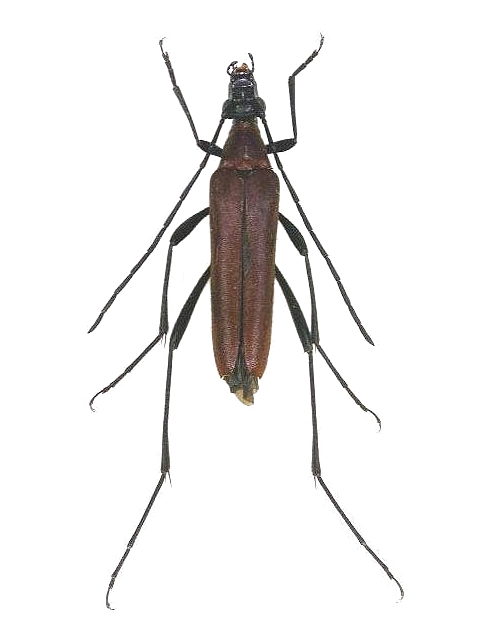 Pygostrangalia dulcis