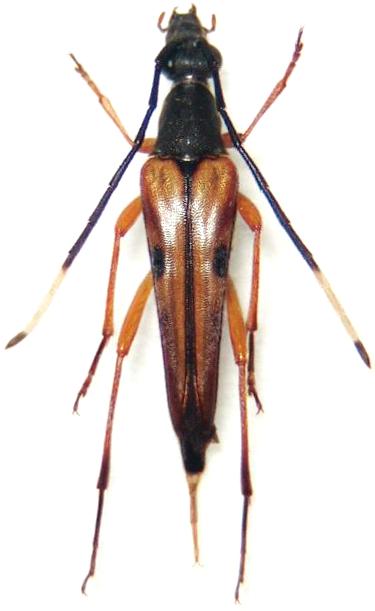 Pygostrangalia longicornis