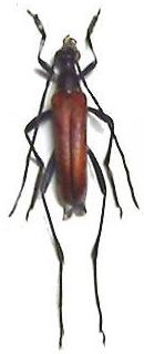 Pygostrangalia dulcis