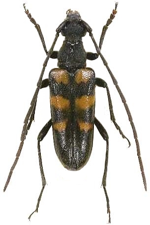 Munamizoa maculata