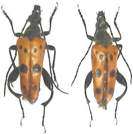 Oedecnema gebleri