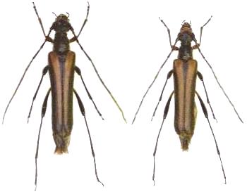 Ohbayashia nigromarginata nigromarginata